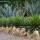 Agave, género de plantas suculentas y carnosas