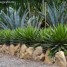 Agave, género de plantas suculentas y carnosas