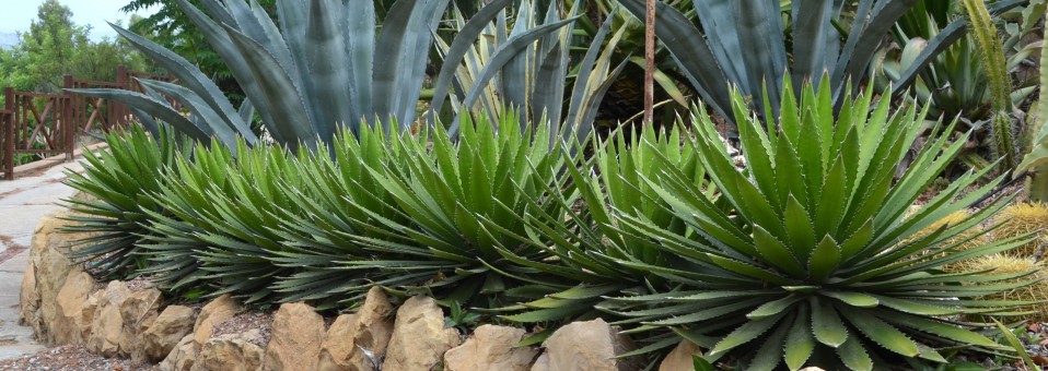 Agave, género de plantas suculentas y carnosas