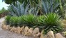 Agave, género de plantas suculentas y carnosas