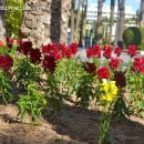 Antirrhinum majus-Boca de dragón-Dragonaria-Conejito