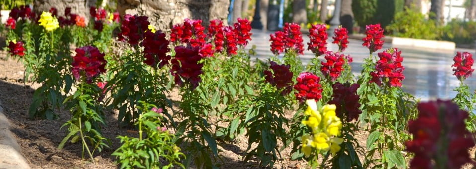 Antirrhinum majus-Boca de dragón-Dragonaria-Conejito