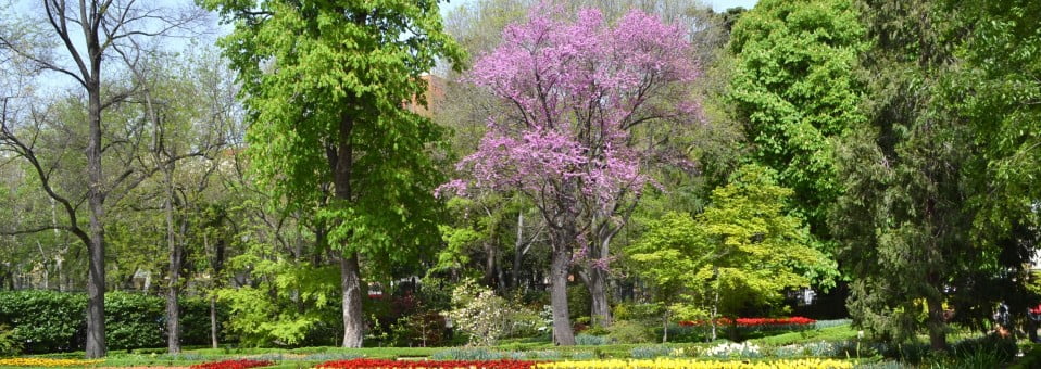 Top 10 de Plantas & Jardín, los posts más leídos del 2011