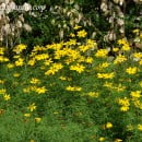 Coreopsis verticillata