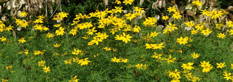 Coreopsis verticillata