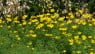 Coreopsis verticillata