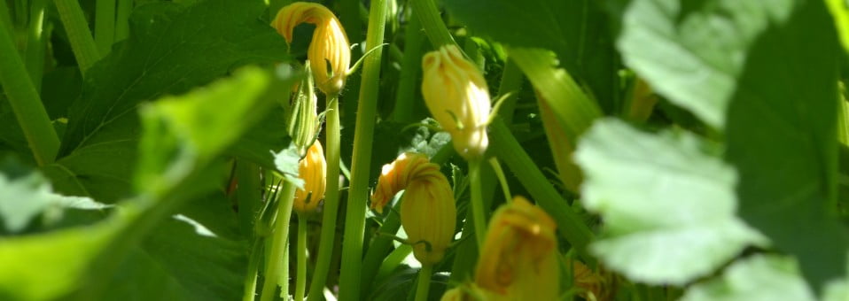 La Flor del Calabacín, Fiori di Zucca-Cucurbita pepo