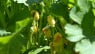 La Flor del Calabacín, Fiori di Zucca-Cucurbita pepo