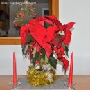 Poinsetia, La Estrella de Navidad