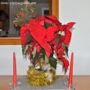 Plantas Navideñas