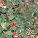El Ilex, protagonista de la decoración en Navidad