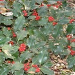 Ilex Acebo con bayas frutos rojos