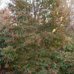 Ilex aquifolium Acebo en invierno con frutos rojos