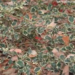 Ilex aquifolium Aurea Marginata con frutos rojos en invierno