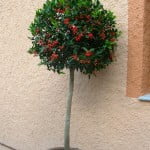 Ilex aquifolium Muerdago en arbolito topiario