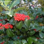 Ilex aquifolium con bayas en otono
