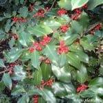 Ilex aquifolium detalle de follaje con bayas rojas