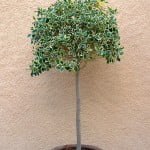 Ilex aquifolium variegado en arbolito topiario