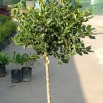 Ilex sin frutos podado al estilo arte topiario