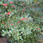 Ilex x Altaclarensis Cameliofolia