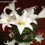 Lilium candidum con follaje de Cortadera, sobre doble base de acrílico y mesa espejada.