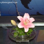 Lilium rosado en esponja floral cubierta con follaje de Pittosporum y Sauce eléctrico.