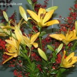 Liliums amarillos con Cotoneaster.
