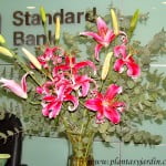 Liliums perfumados, en gamas de rosados, con Eucalyptus cinerea en bouquet floral.