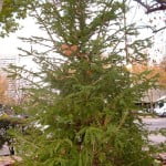 Picea abies, el Abeto rojo