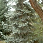 Picea pungens "Koster"