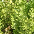 Ruscus acuelatus-Rusco-Brusco