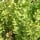 Ruscus acuelatus-Rusco-Brusco