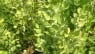 Ruscus acuelatus-Rusco-Brusco