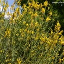 Spartium junceum-Retama de olor-Gayomba