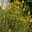 Spartium junceum-Retama de olor-Gayomba