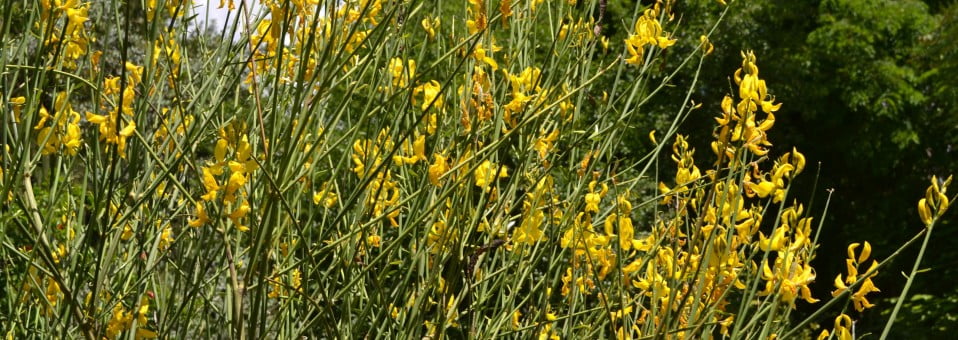 Spartium junceum-Retama de olor-Gayomba