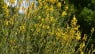 Spartium junceum-Retama de olor-Gayomba