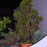 Thuya en maceta con luces navideñas