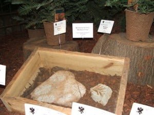 restos fósiles de Wollemia nobilis. Foto: Wikipedia.