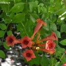 Campsis radicans-Bignonia radicans-Enredadera de trompeta
