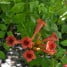 Campsis radicans-Bignonia radicans-Enredadera de trompeta