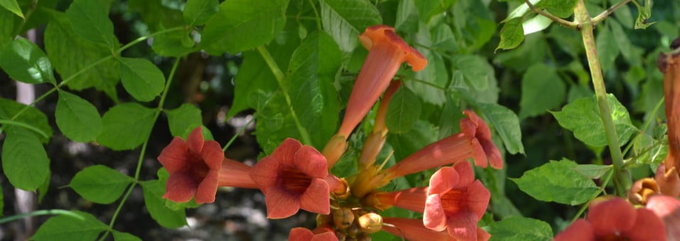 Campsis radicans-Bignonia radicans-Enredadera de trompeta