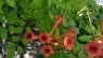 Campsis radicans-Bignonia radicans-Enredadera de trompeta