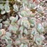Crassula arborescens-Dólar de plata-Árbol de jade