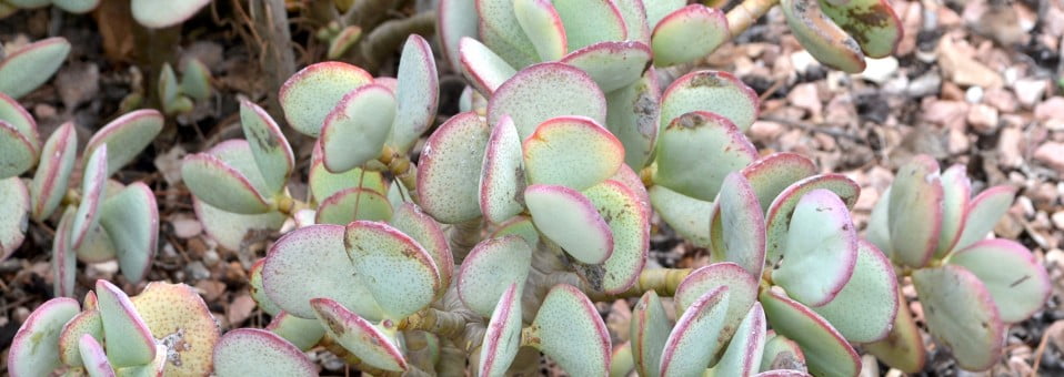 Crassula arborescens-Dólar de plata-Árbol de jade