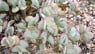 Crassula arborescens-Dólar de plata-Árbol de jade