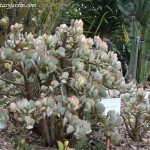 Crassula arborescens nativa de Sudáfrica.