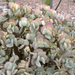 Crassula arborescens perteneciente a la familia Crasuláceas.