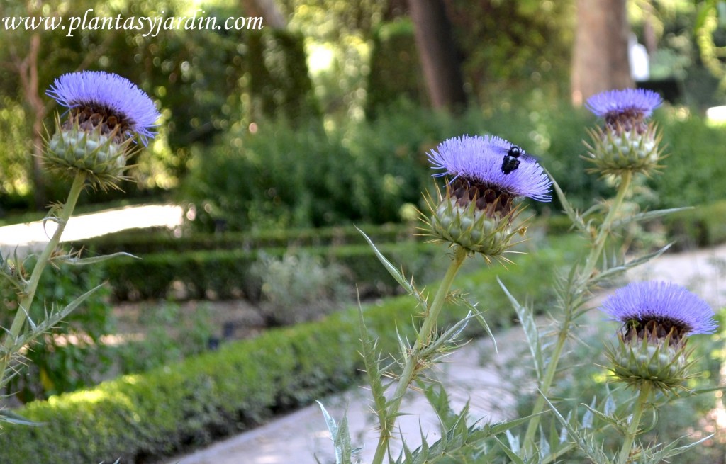 Cynara cardunculus-Cardo de la huerta, nativo de la región Mediterránea.