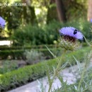 Teofrasto, el padre de la Botánica
